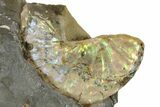 Fossil Ammonite (Scaphites) - South Dakota #137292-2